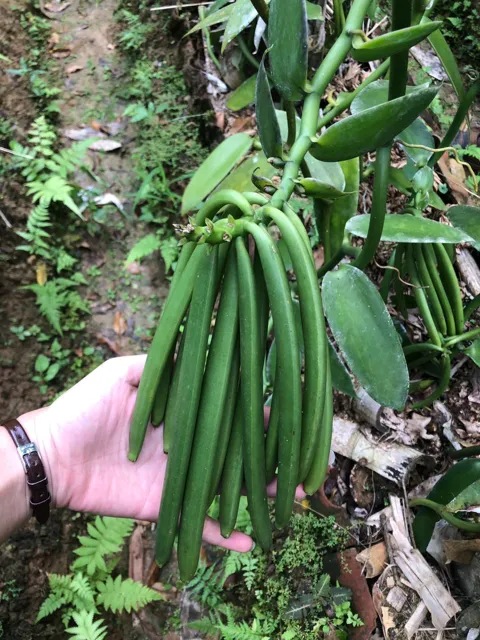 Green vanilla pods on the vine
