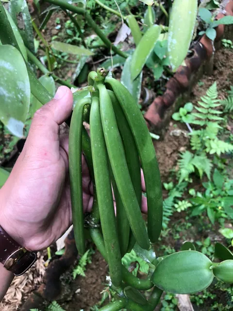 Vanilla pods among the leaves